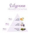 Lilypenn_Piramide-olfattiva-scaled-1.jpg